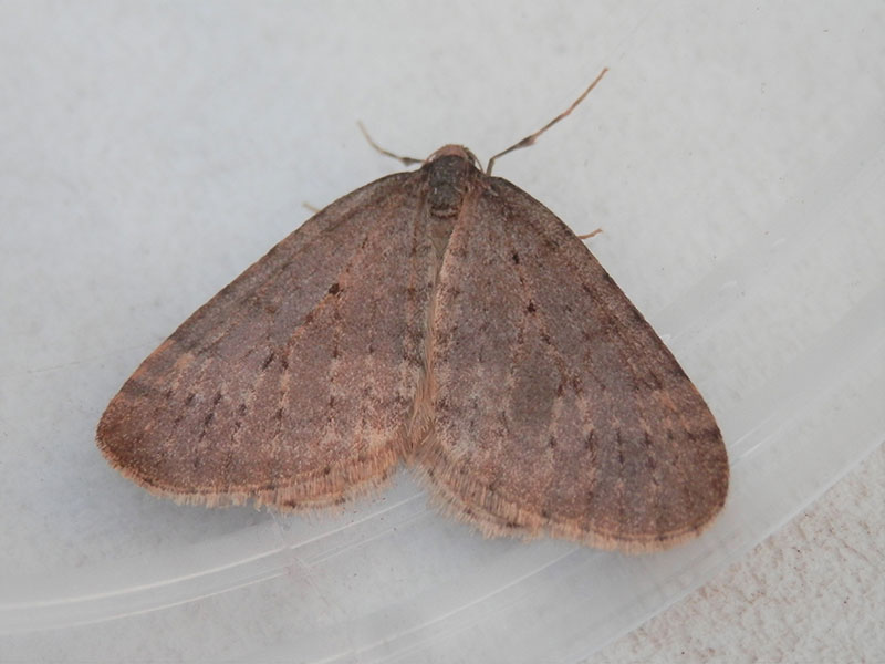 Operophtera fagata 